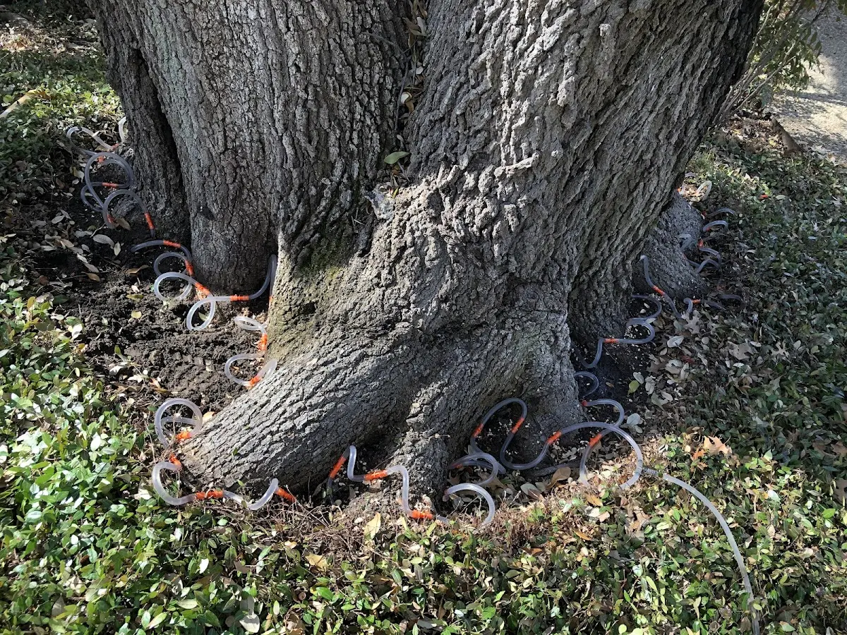 Detailed Tree Cabling and Bracing job site in Shushan