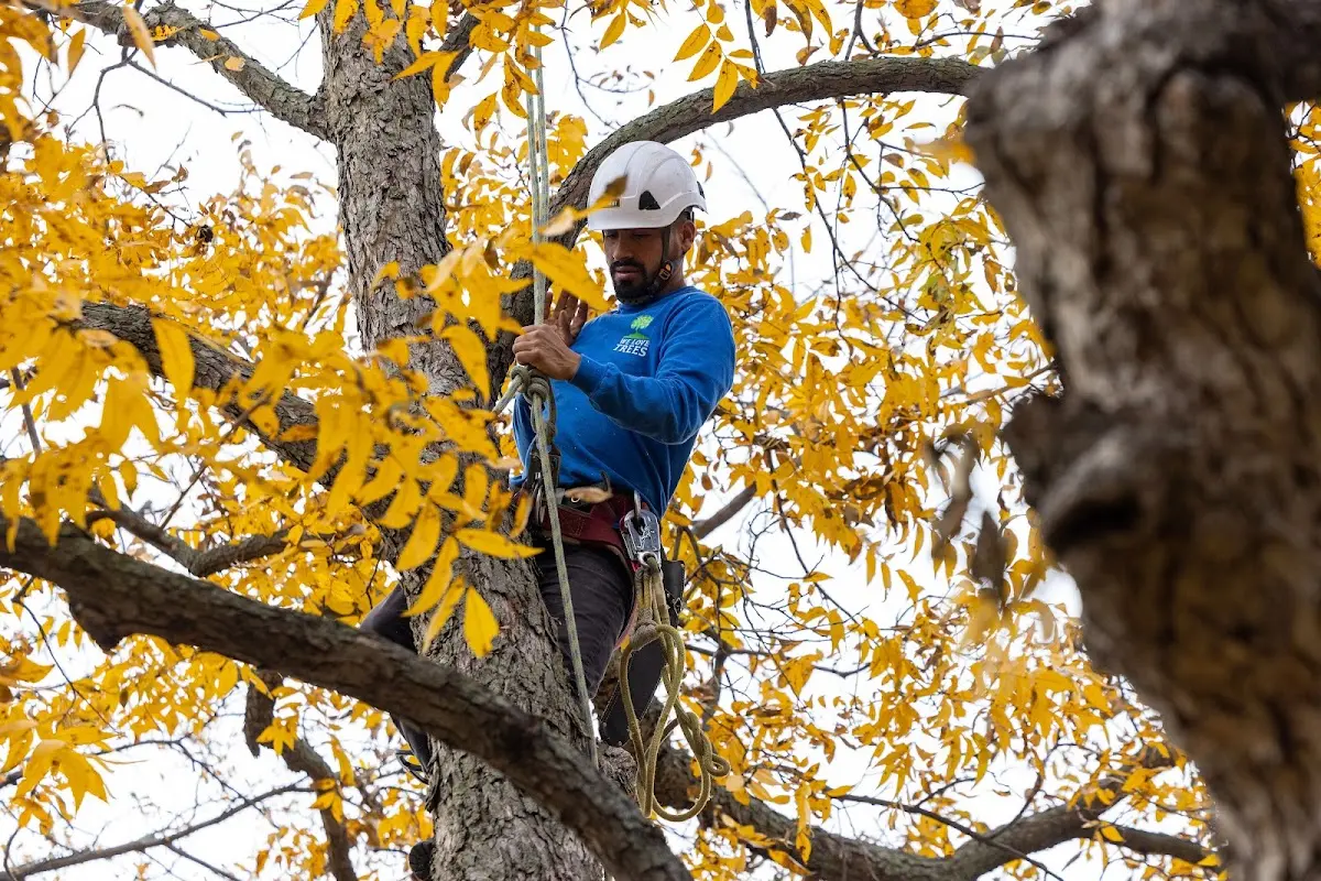 Skilled Tree Pruning crew working in Shushan