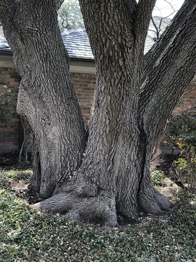 Mature heritage tree close to a Shushan property cared for by certified arborists